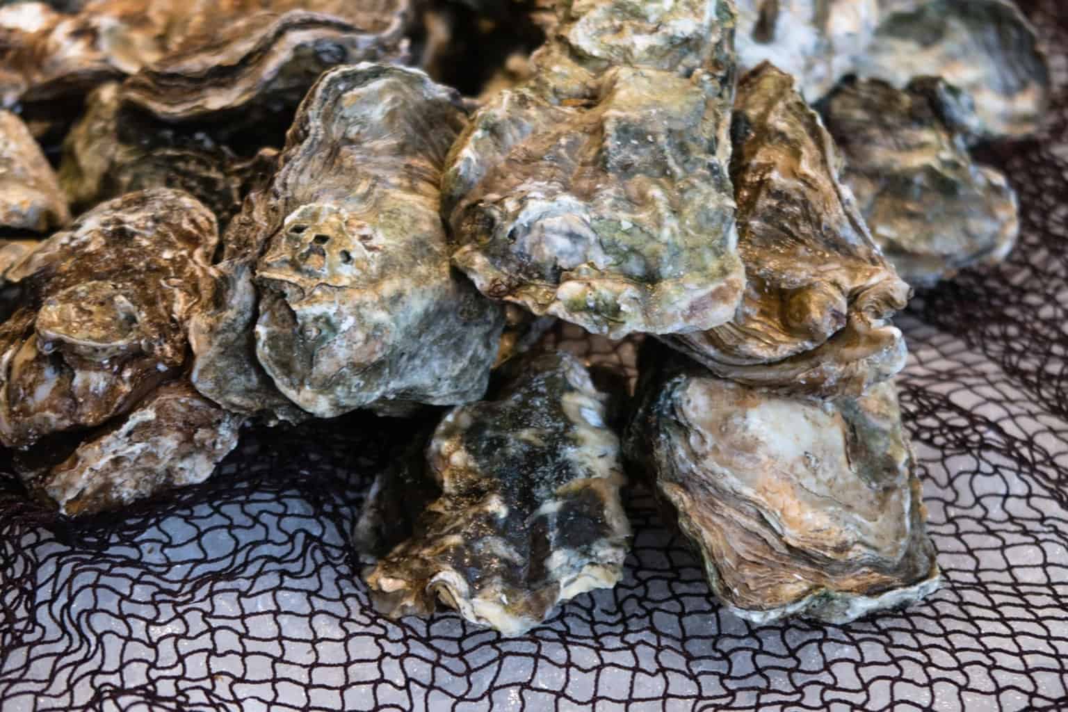 Can Chickens Eat Oyster Shells? What You Need to Know