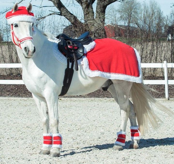 Saddles Tack Horse Supplies Horze Holiday Horse