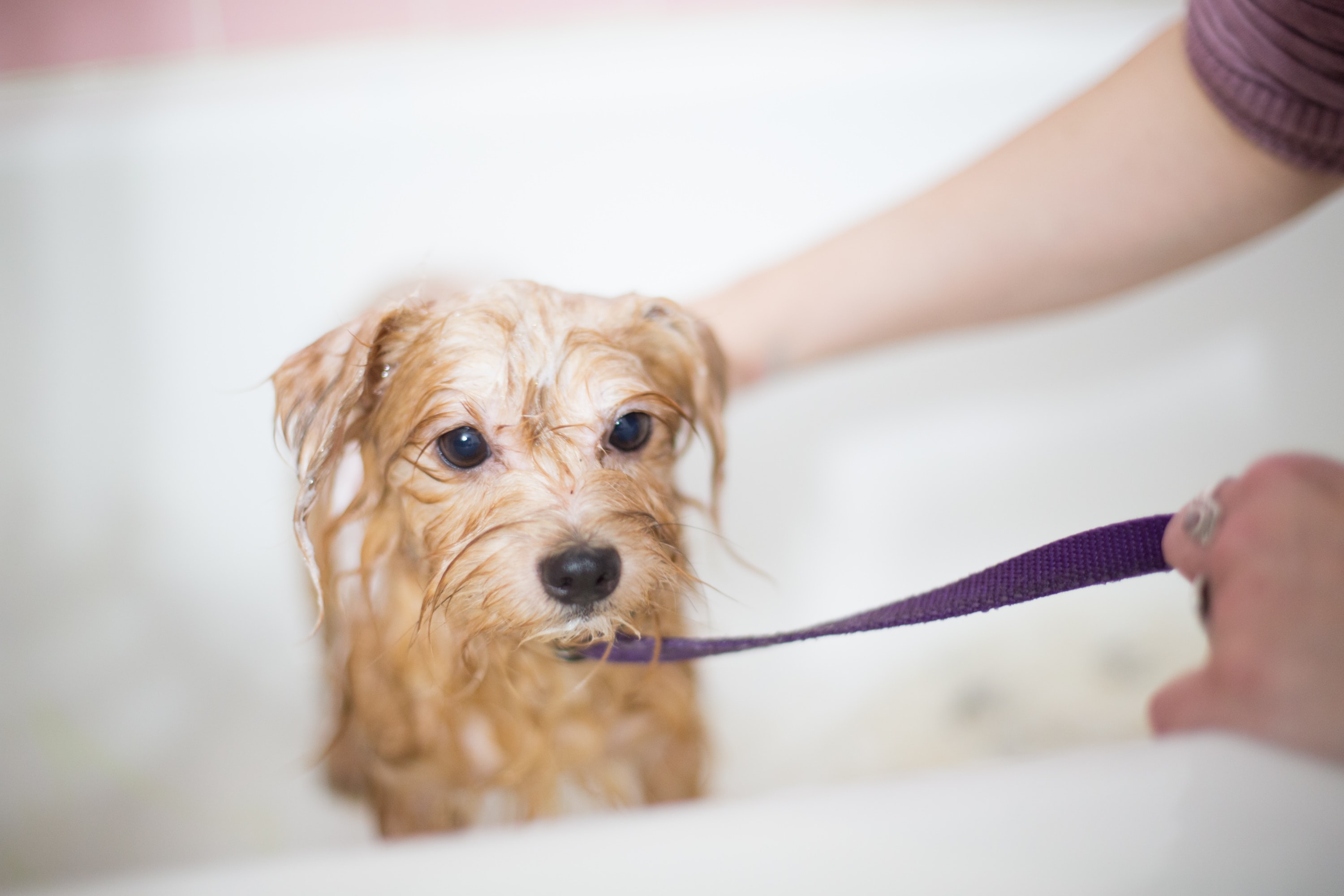 Why is my dog losing its hair? Boutiques d'animaux Chico