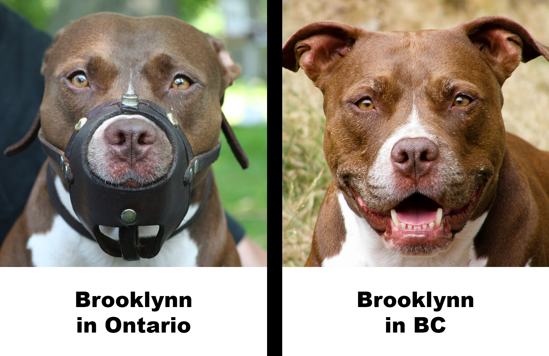 “Pit Bull” ban triggers Montreal tourism boycott chicobandido