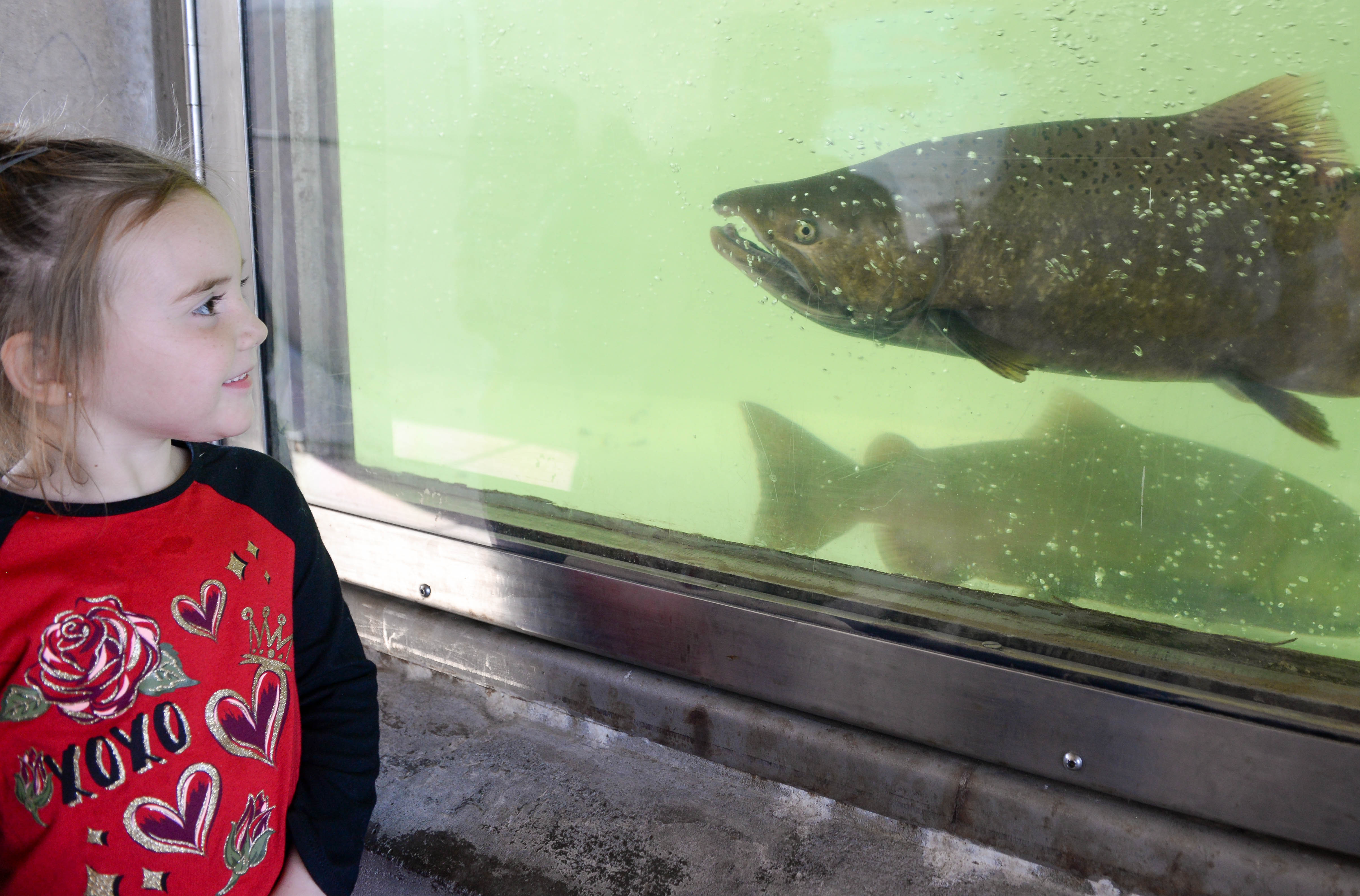 Oroville Salmon Festival 2023 Salmon Festival Celebration Returns – Chico Enterprise-Record