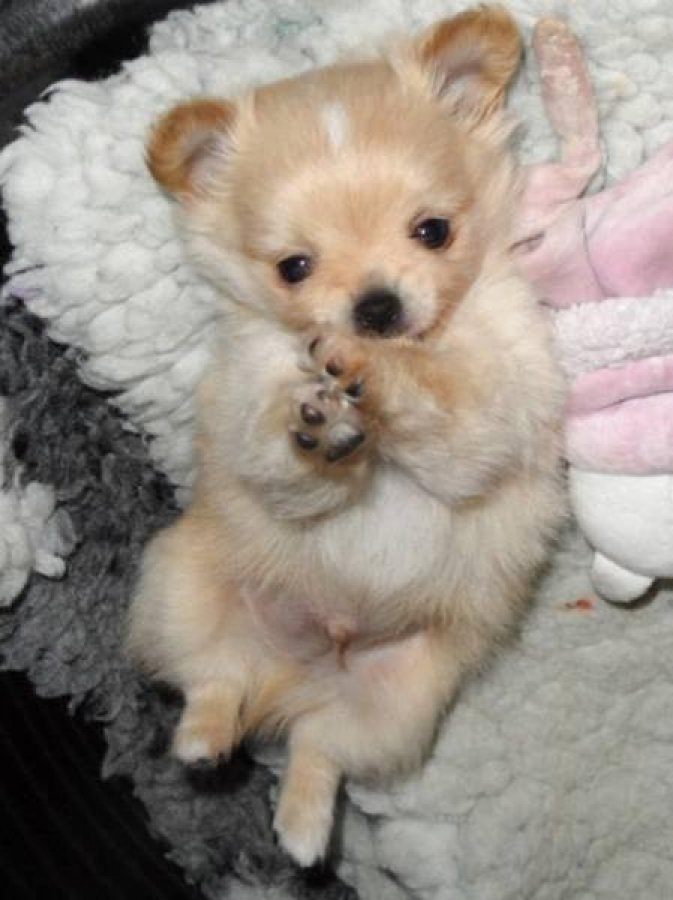Petit chien a donner ici Chien bonheur