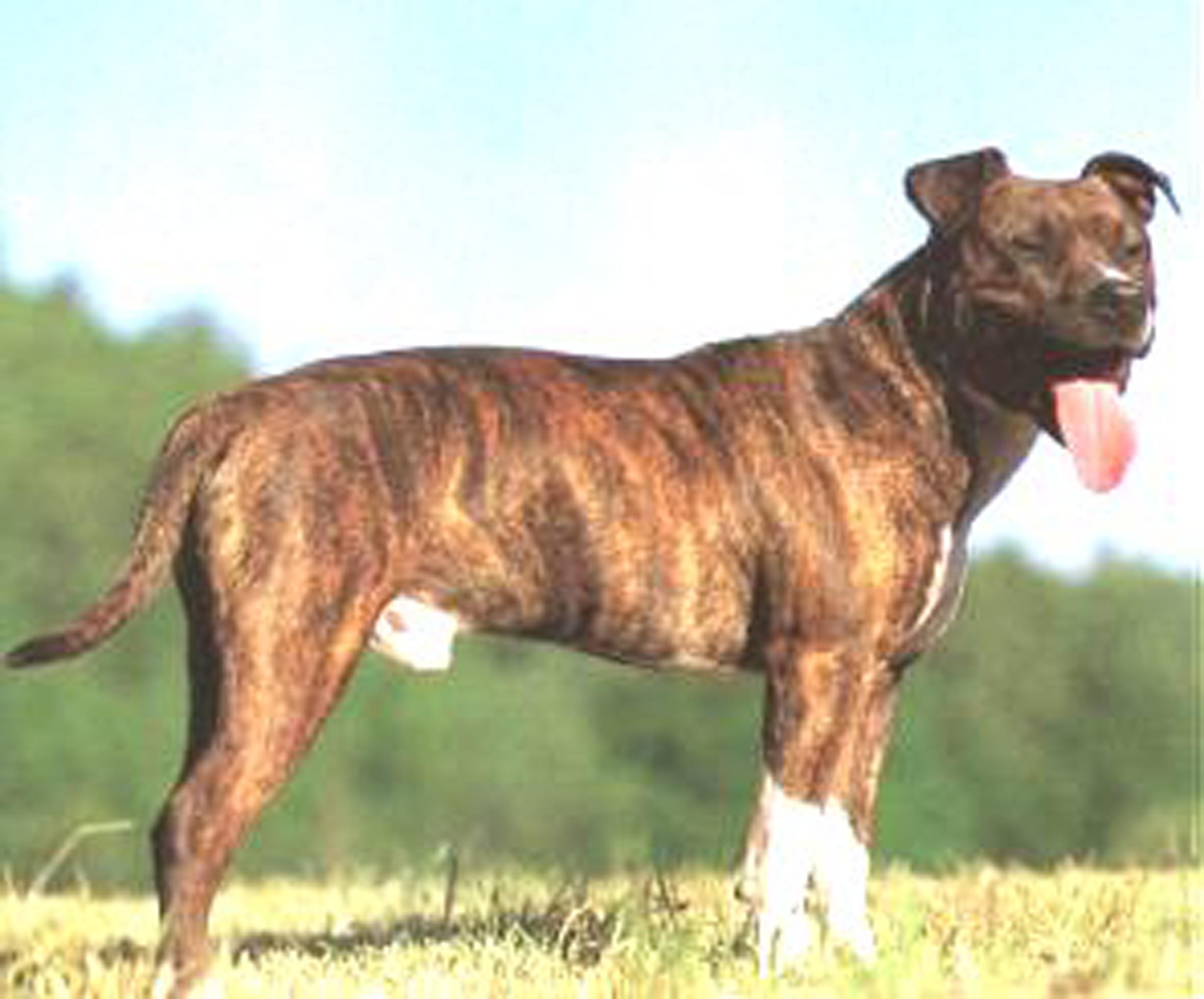 Loi sur les chiens dits dangereux où en est on