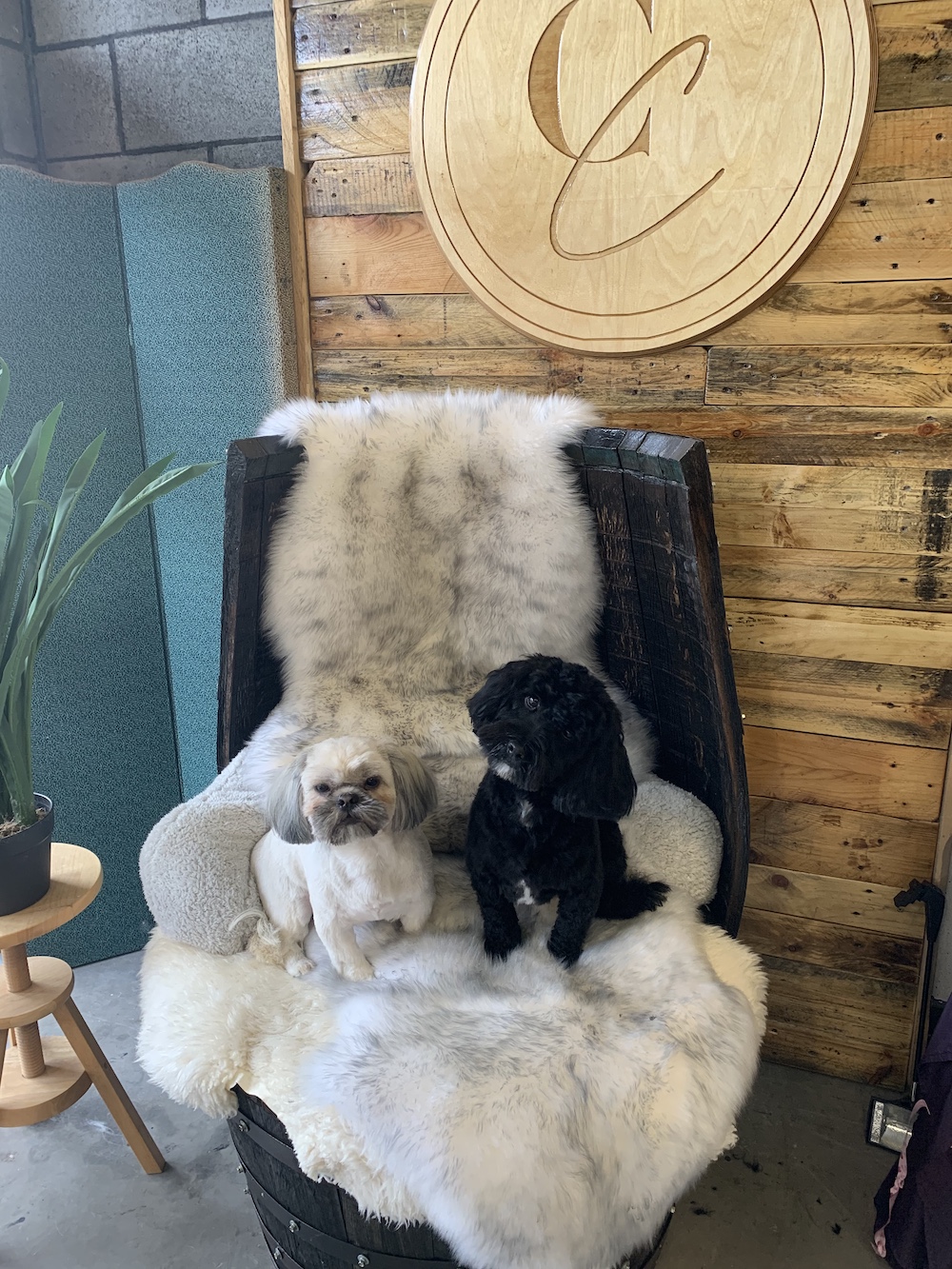 Dog Grooming Self Service Dog Wash Hereford