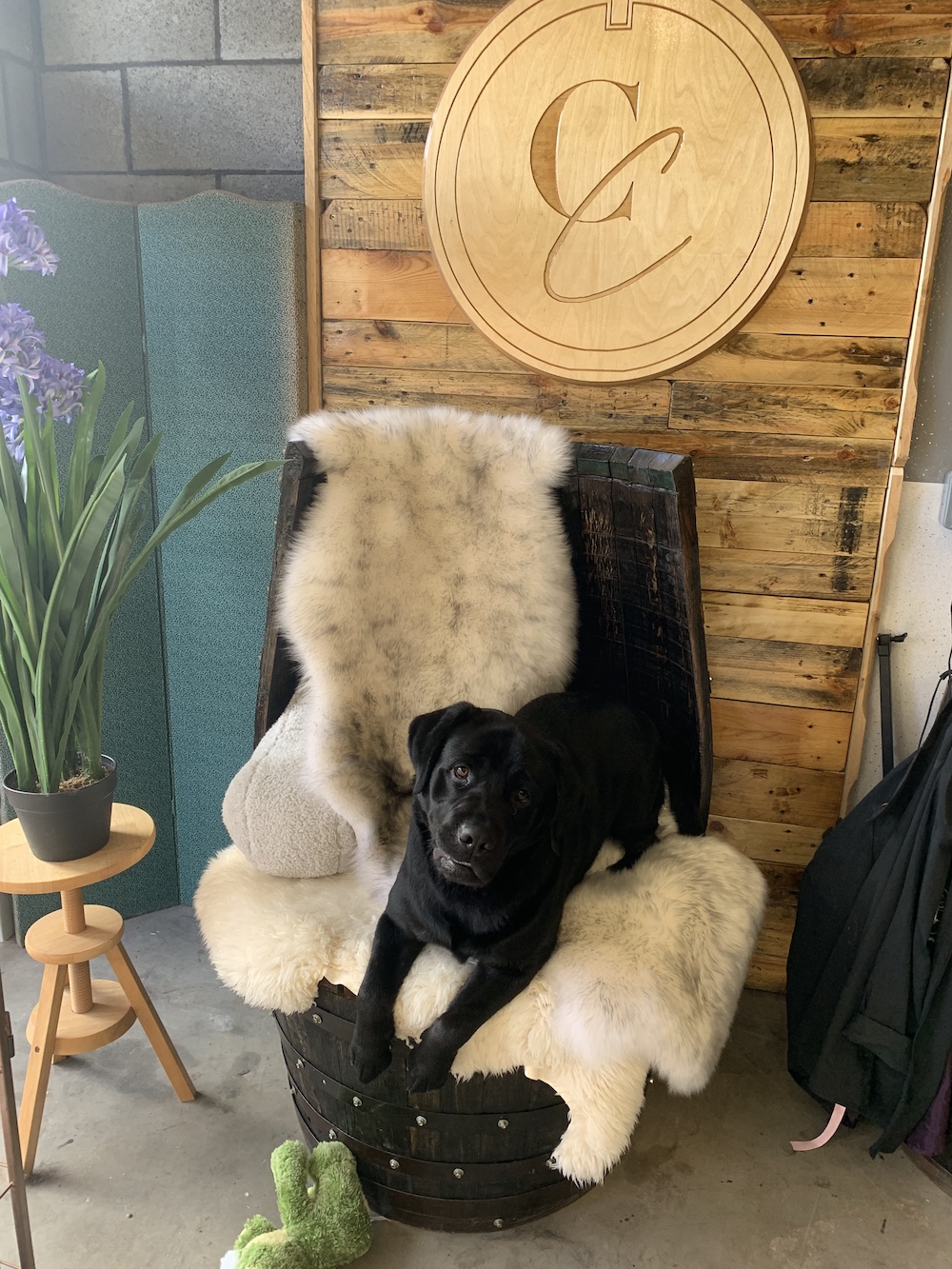 Dog Grooming Self Service Dog Wash Hereford