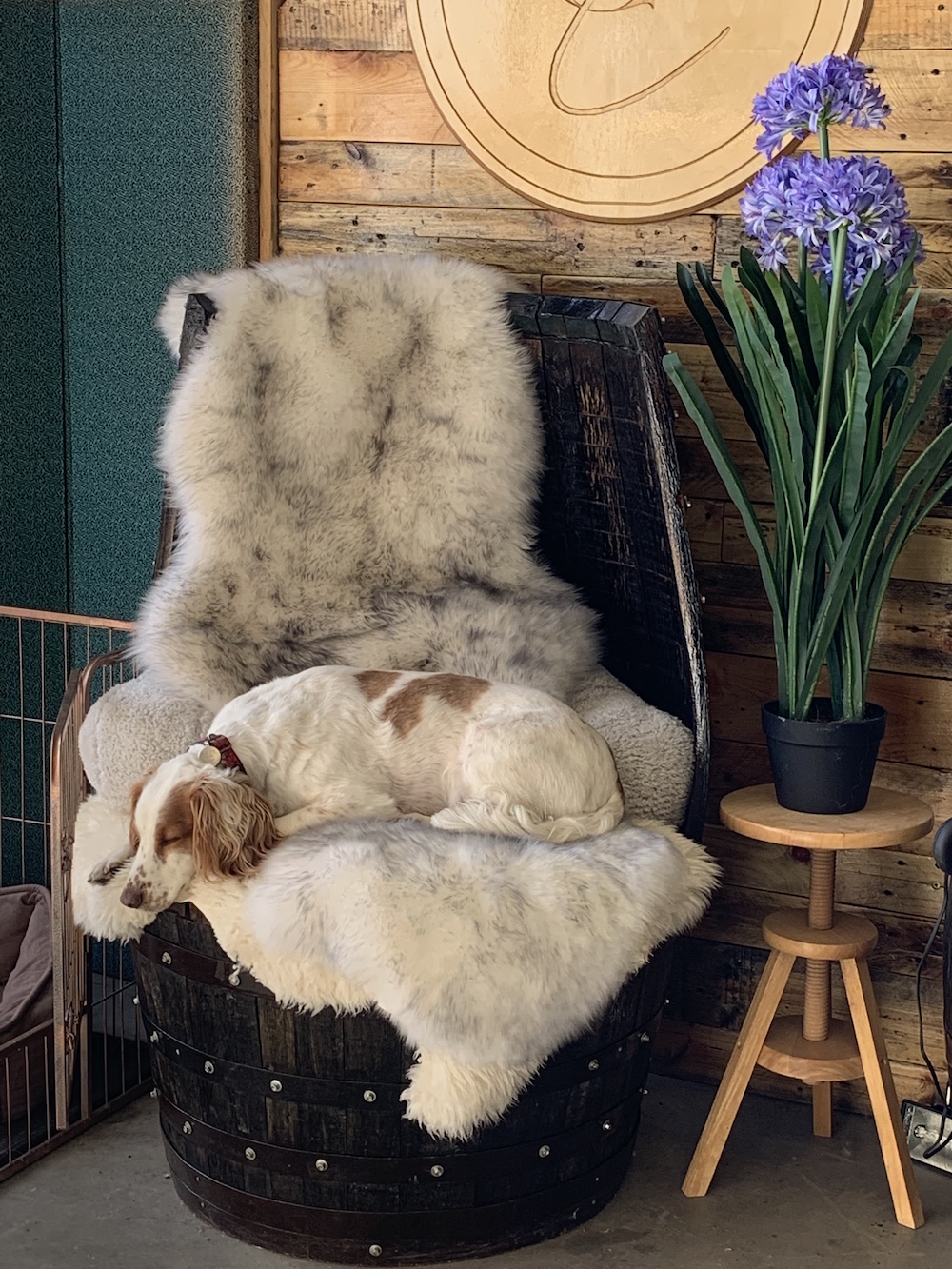 Dog Grooming Self Service Dog Wash Hereford