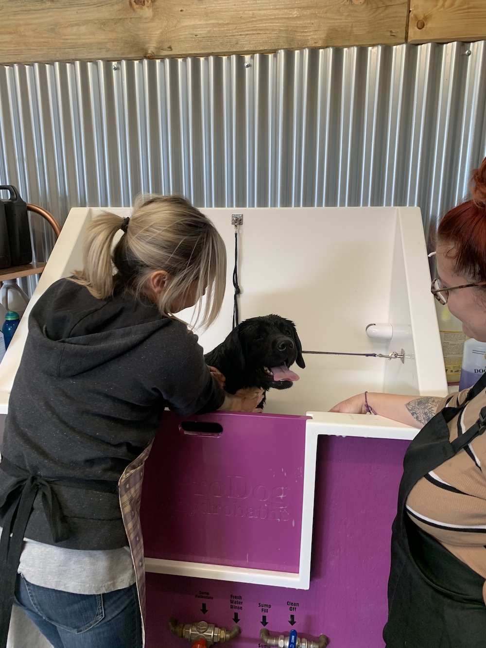 Dog Grooming Self Service Dog Wash Hereford