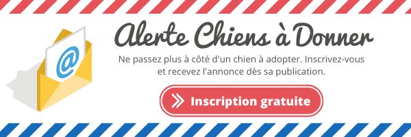 Donne contre bons soins Terrier Tibétain Deux Sèvres à Pompaire