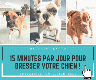 Donne contre bon soins beagle 3 ans Essonne à AthisMons