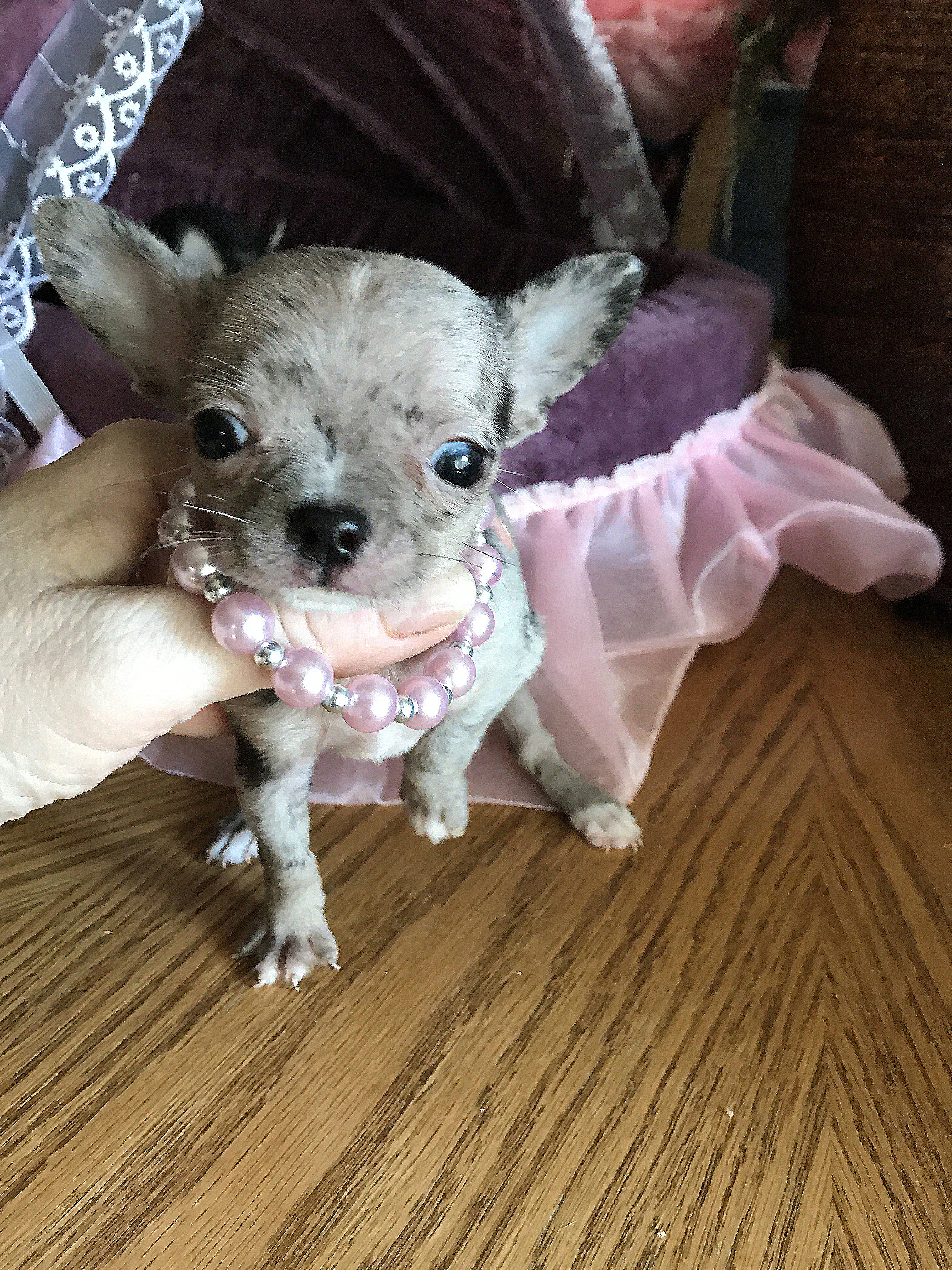Chihuahua teacup dogs for sale in Applehead Chihuahua