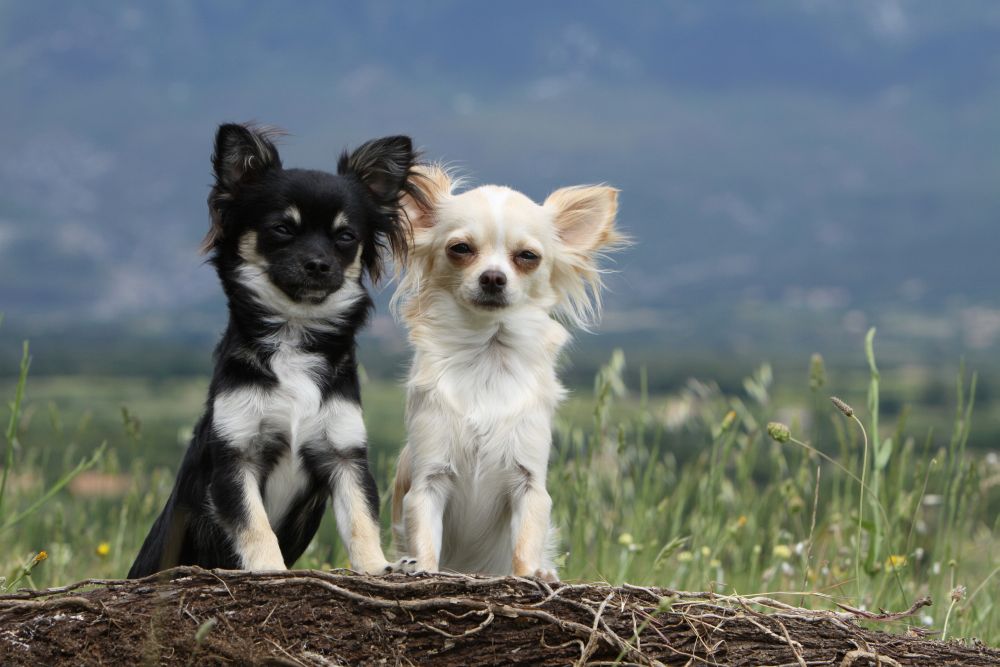 Chihuahua Kaufen Was kostet ein Chihuahua?