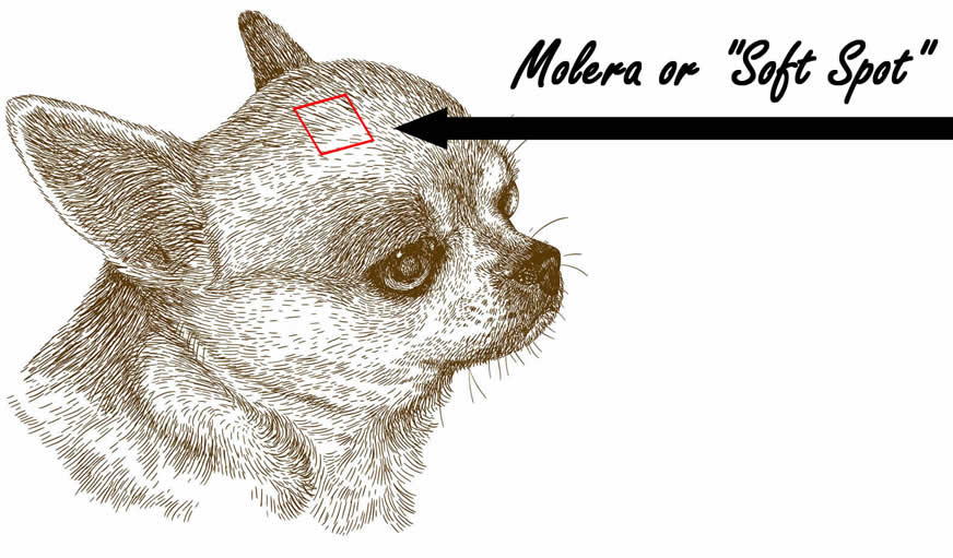What is a Molera or 'Soft Spot' in Chihuahuas?