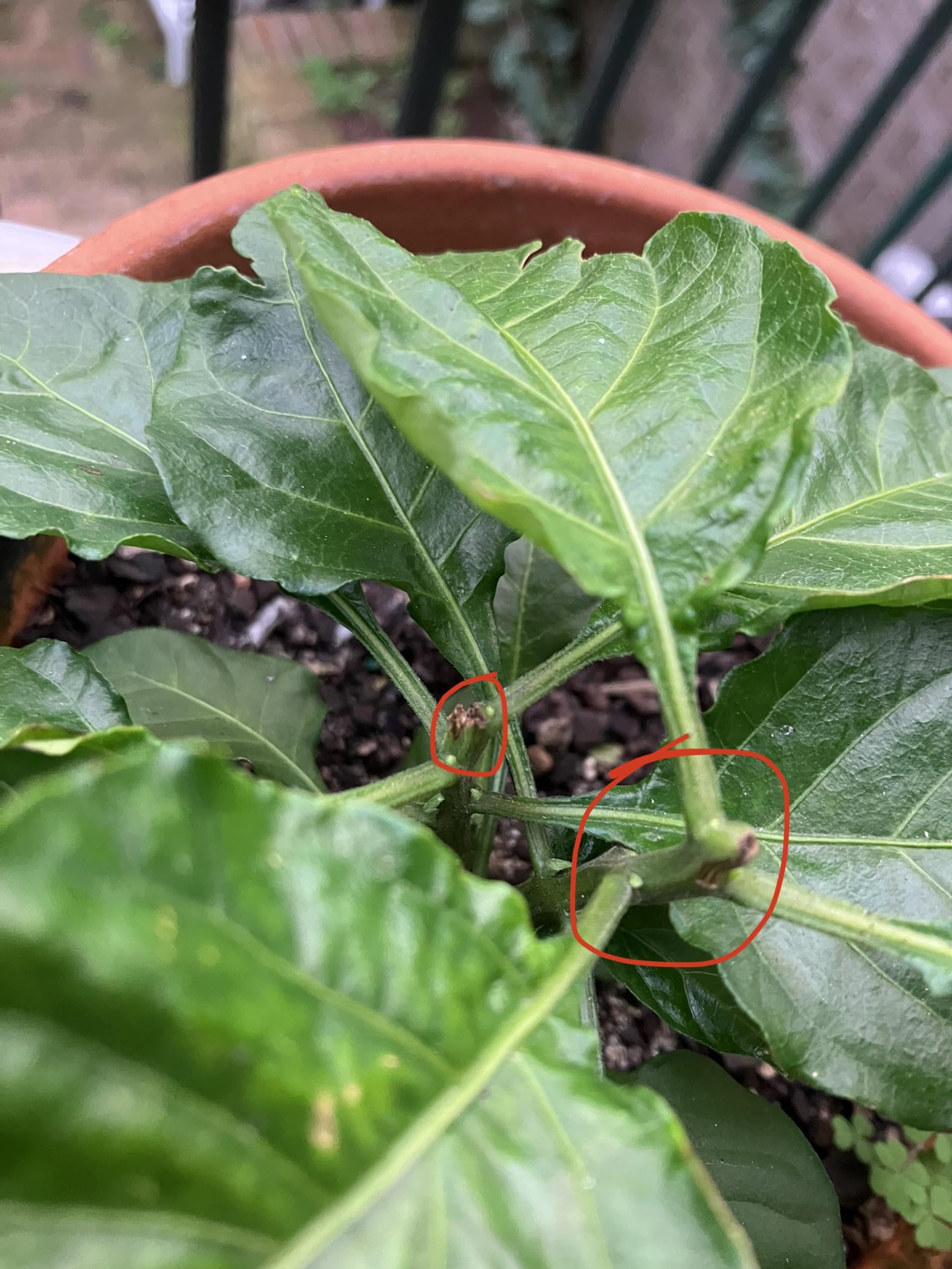 Why is my plant not growing/splitting Chili Chili