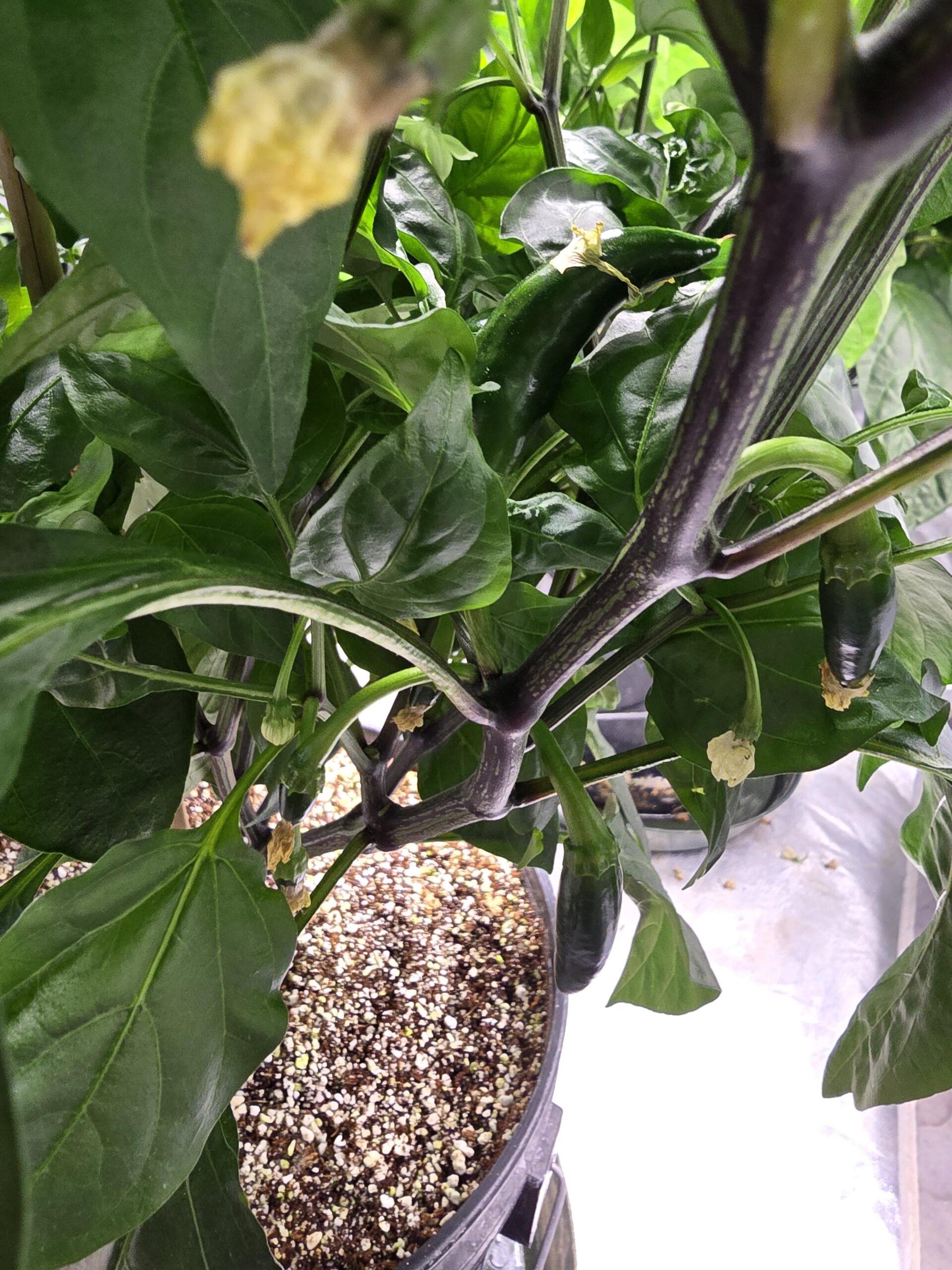 Why is my jalapeno growing upside down? Chili Chili