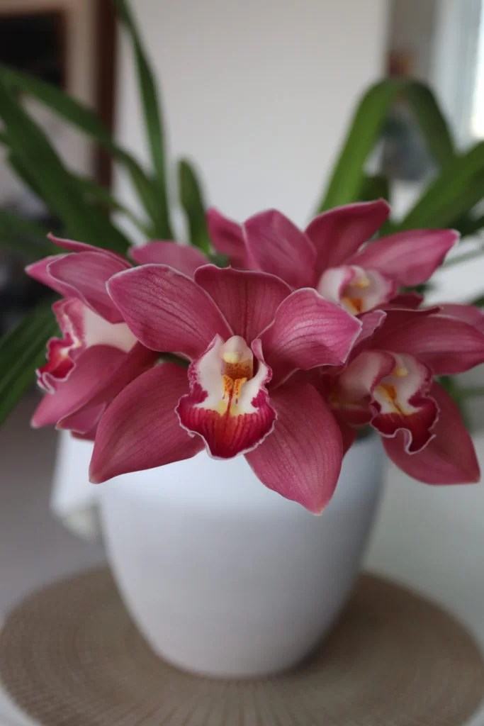 How to Keep Orchids for Years Orchid Care Chilli & Life