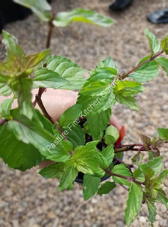 After Eight Mint Plant Pasture Fire