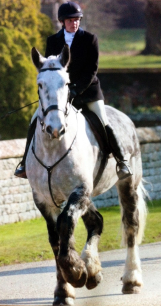 Horses & Small Holdings Chiltern Pet Partners, Dog Walking, Pet Sitting, Horse Exercising
