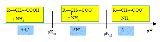 acide aminé structure, propriétés acidobasique Capes agricole 2008