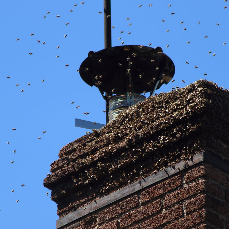 Eliminating Bees in Chimneys in Delaware