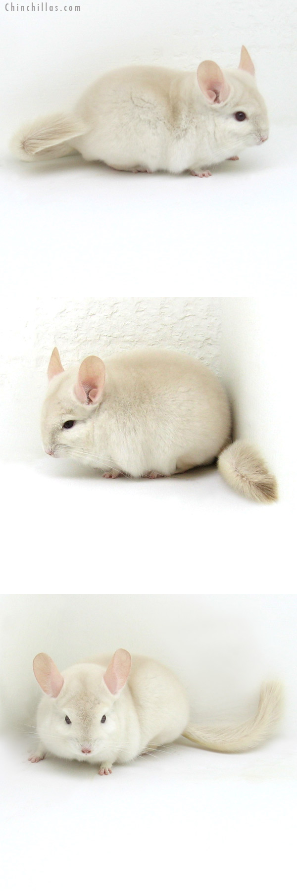 Auction 12074 Goldbar Male Chinchilla