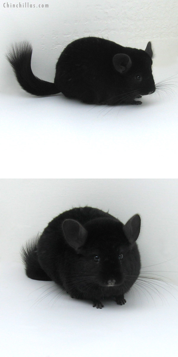 Sales Gallery 12146 Show Quality Ebony Female Chinchilla