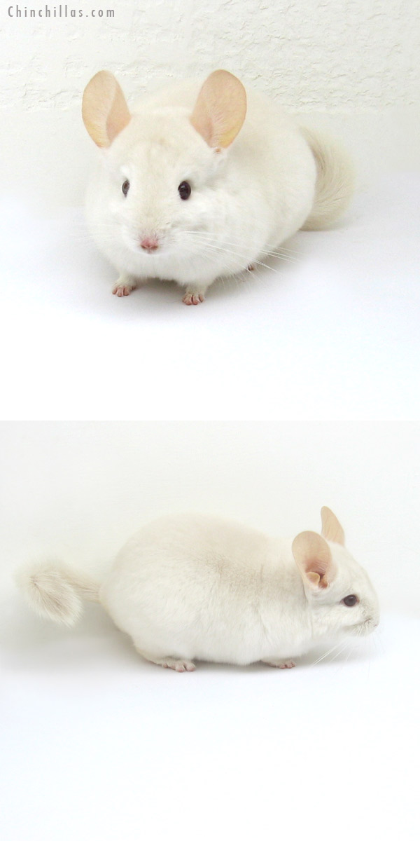 Auction 12199 Goldbar Female Chinchilla