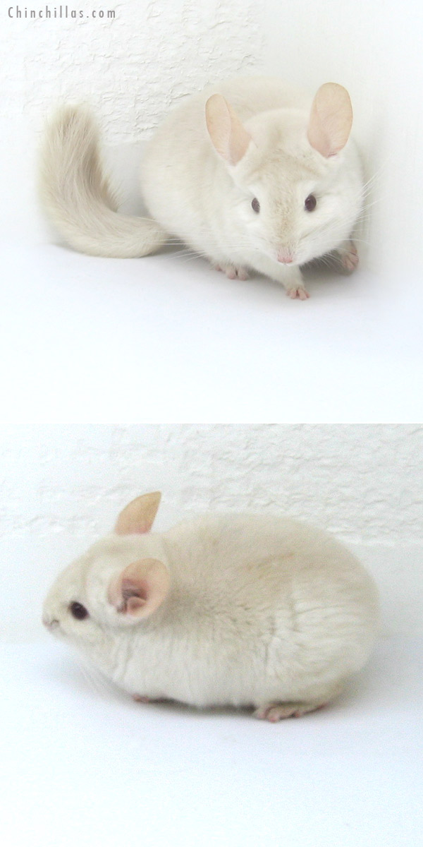 Auction 12270 Goldbar Female Chinchilla