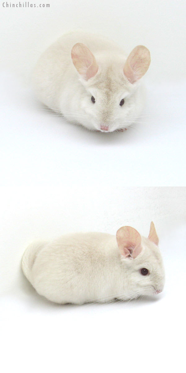 Sales Gallery 13005 Goldbar Female Chinchilla