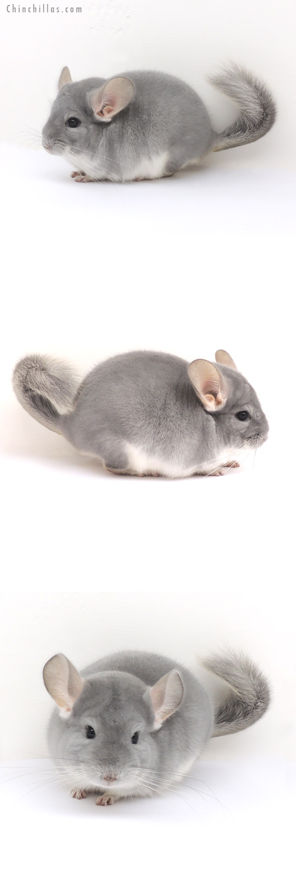 Auction 13058 Top Show Quality Blue Diamond Male