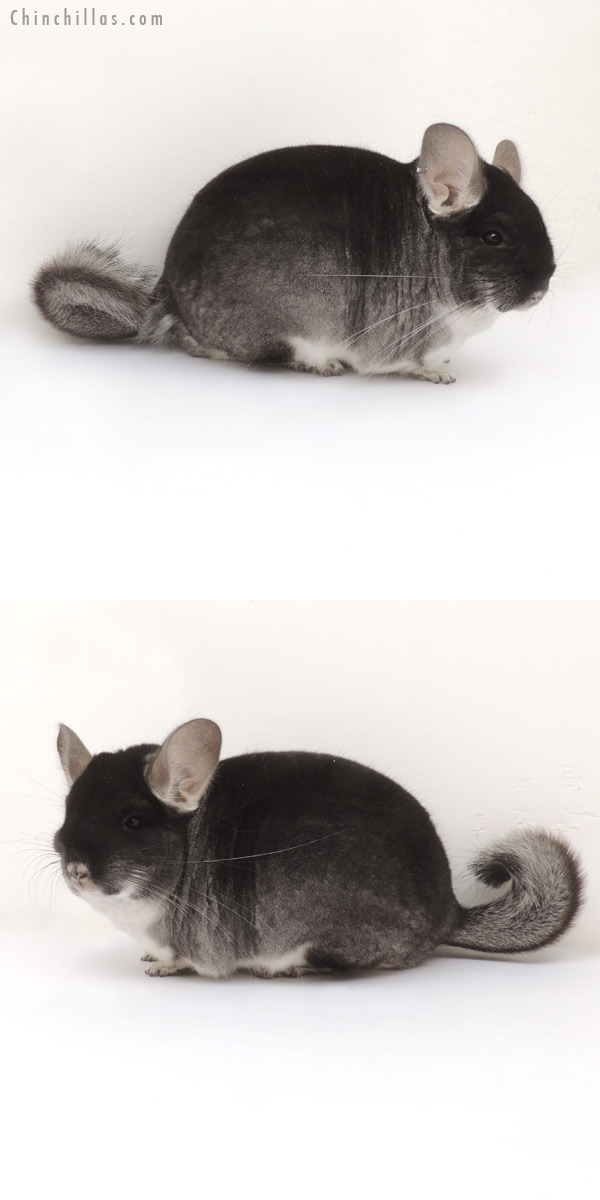 Auction 14035 Extra Large 1st Place Black Velvet