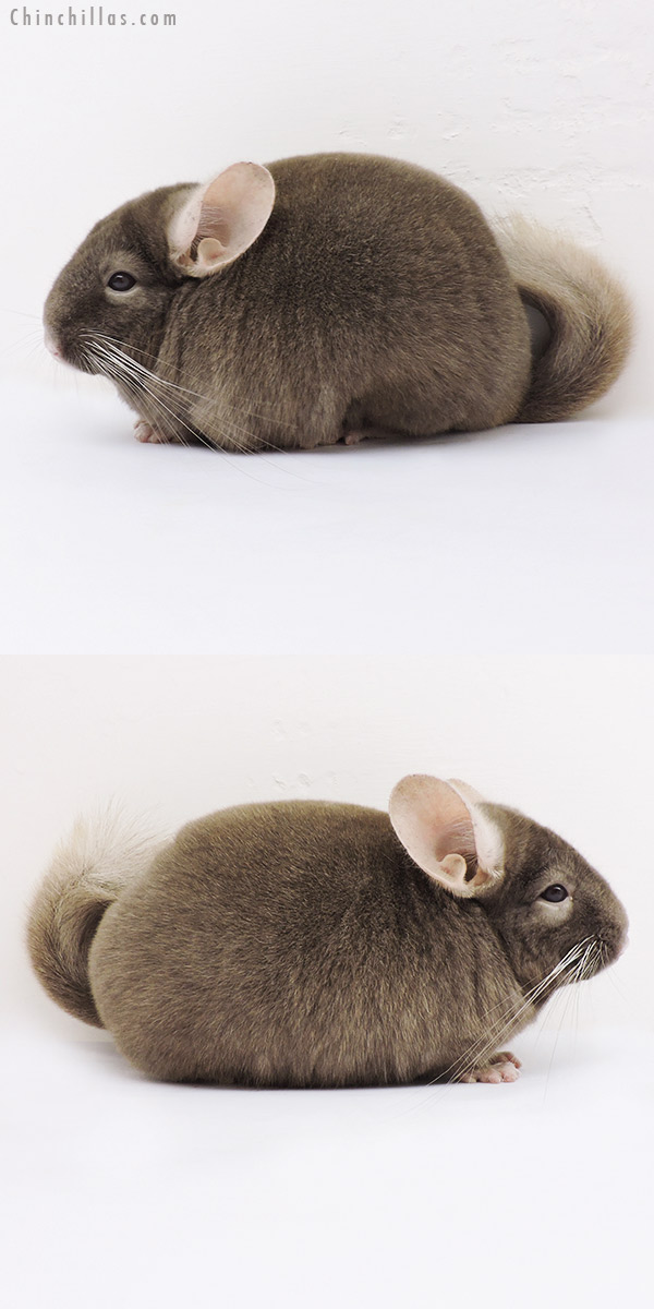 Sales Gallery 15111 Show Quality Tan Male Chinchilla