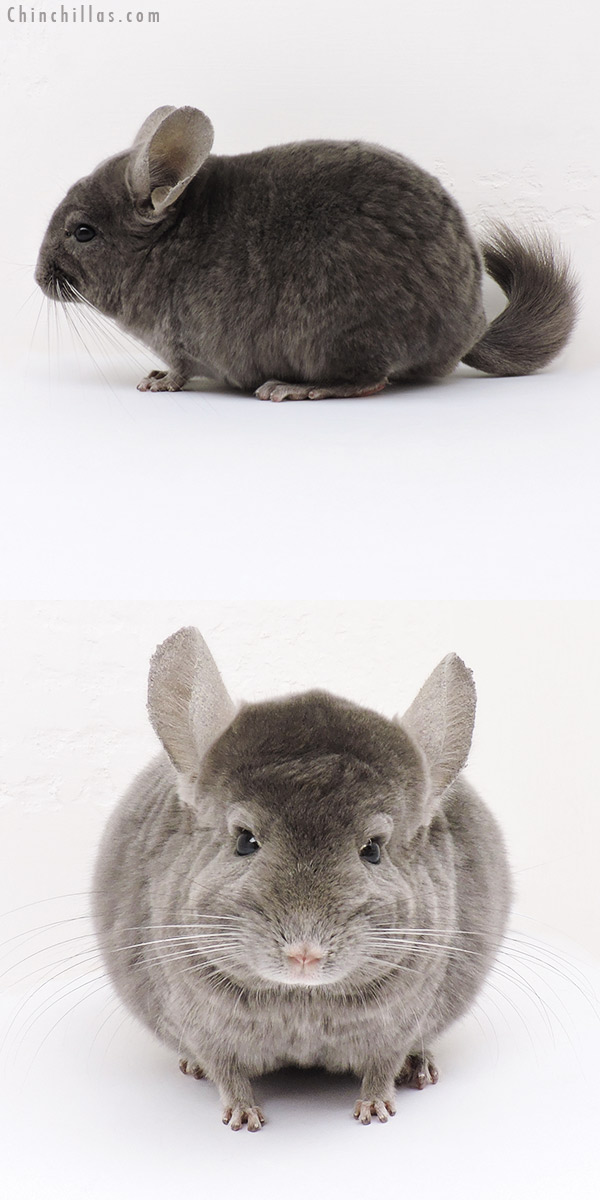Auction 16271 Wrap Around Violet Male Chinchilla