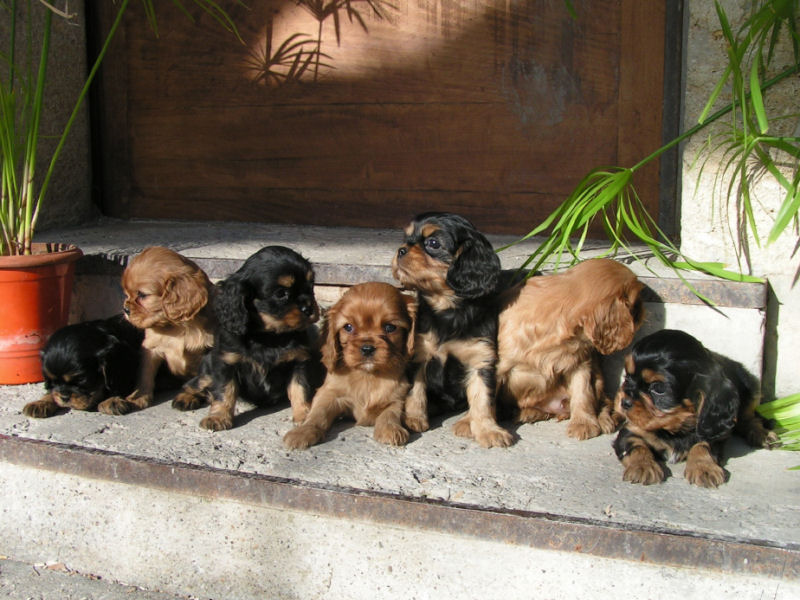 élevage canin de chiens de race des Tommyknockers