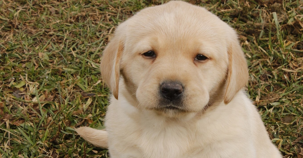 More Than 25 Dogs And Puppies Passed Away After A Fire Broke Out In