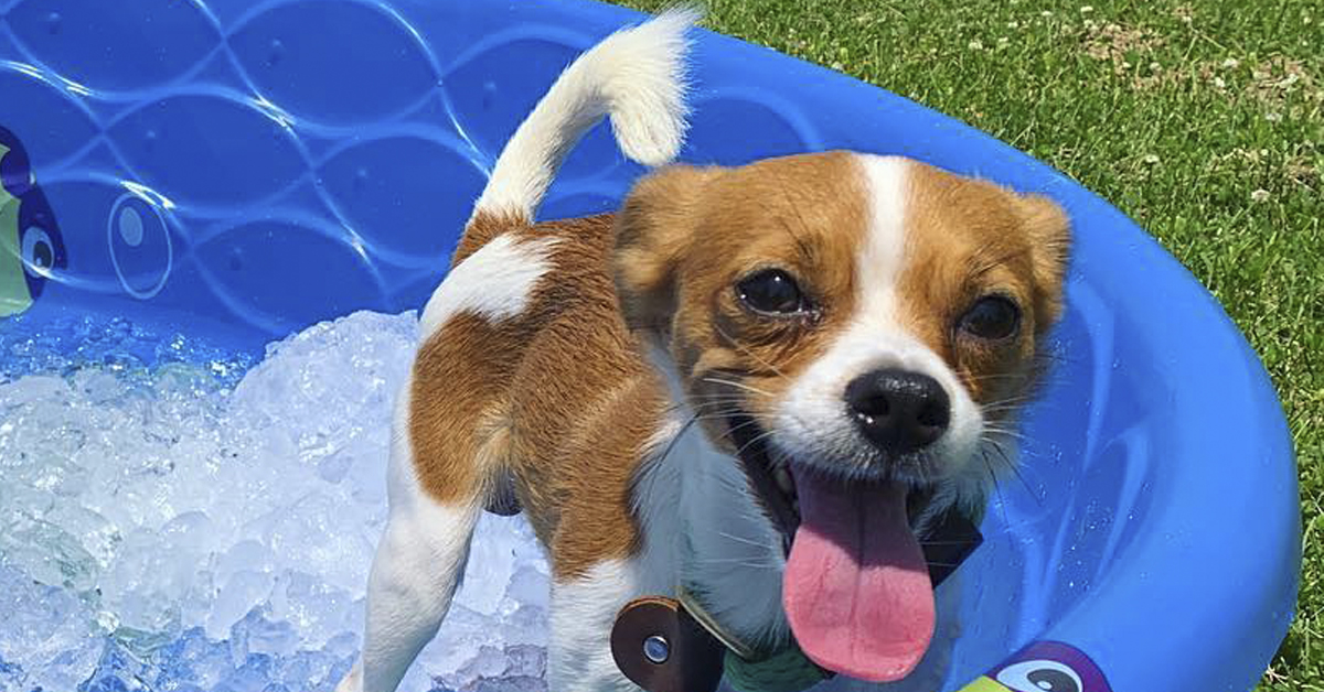 After This Dog Shelter Suffered From A Power Outage, The Community