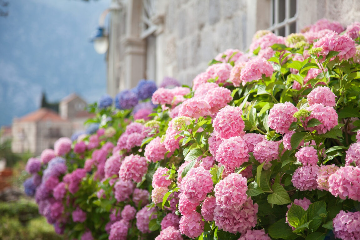 Here’s How You Can Change The Color Of Your Hydrangeas Chip Chick