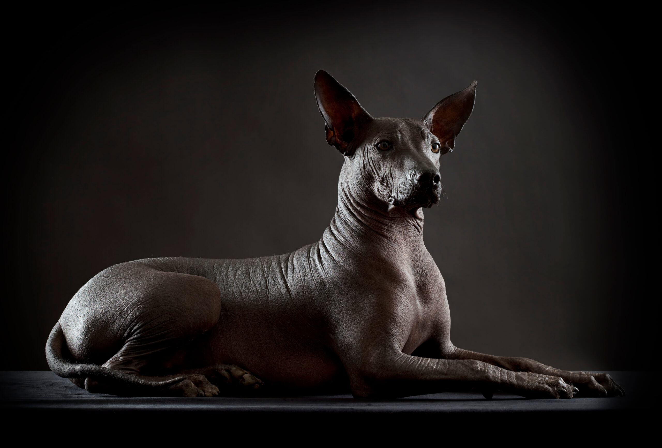 The Xoloitzcuintli Sounds Like Some Kind of A Foreign Creature, But It