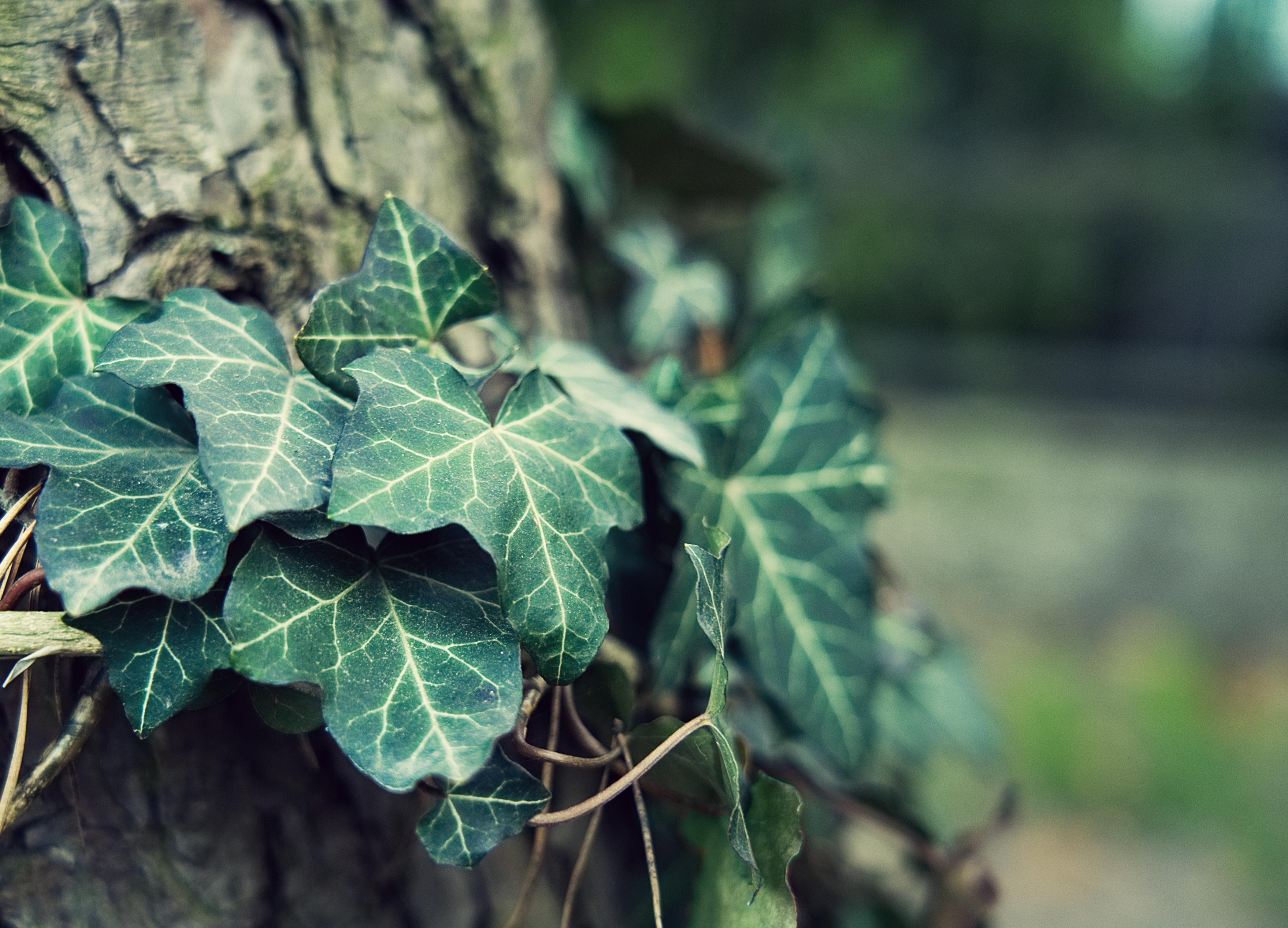 Got An Itch To Clean Up Your Garden? Here’s How To Say Goodbye To