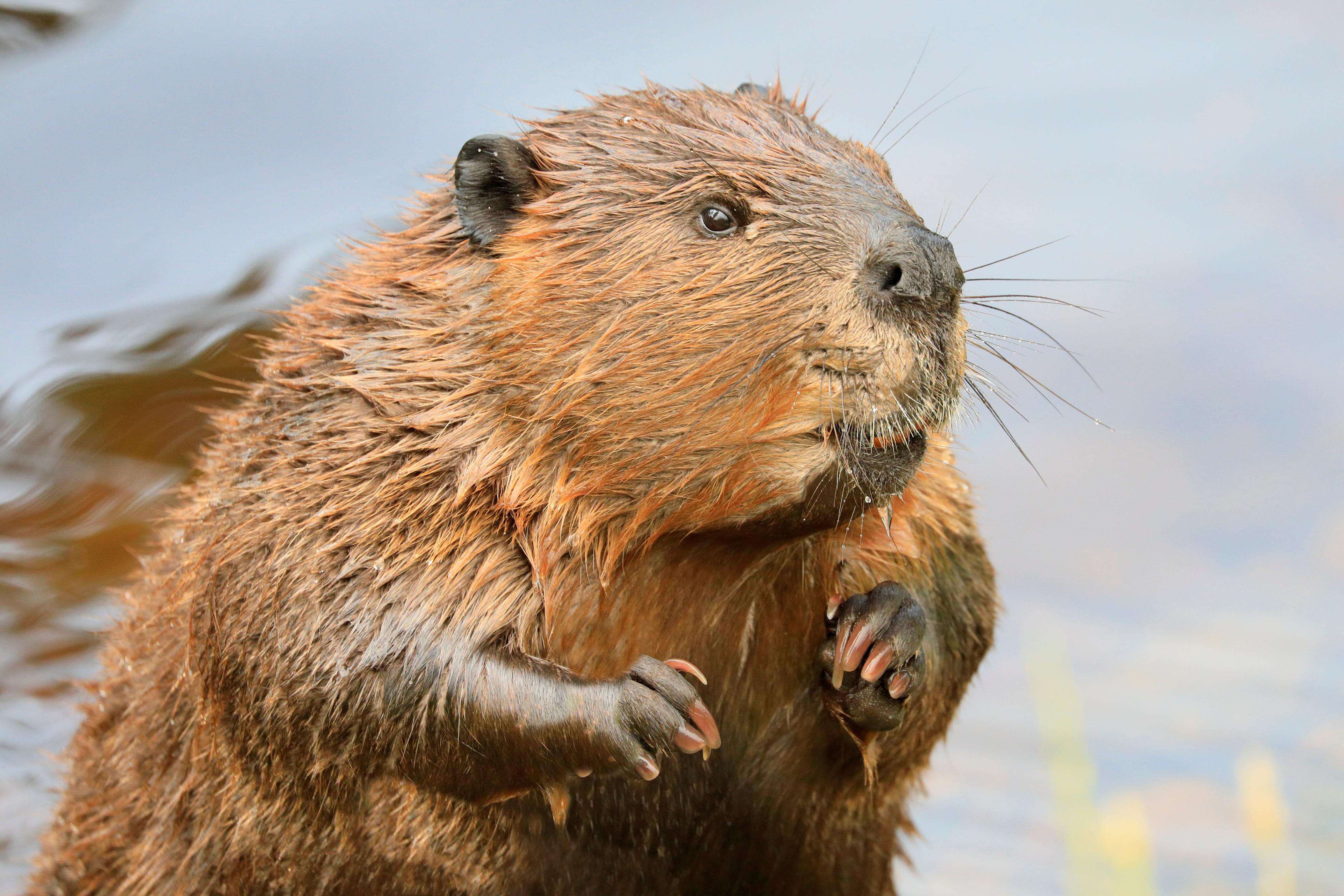In North America, Giant Beavers The Size Of Black Bears That Weighed