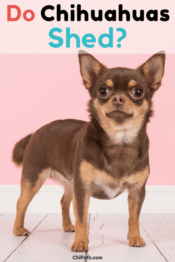 Do Chihuahuas Shed? Chi Pets