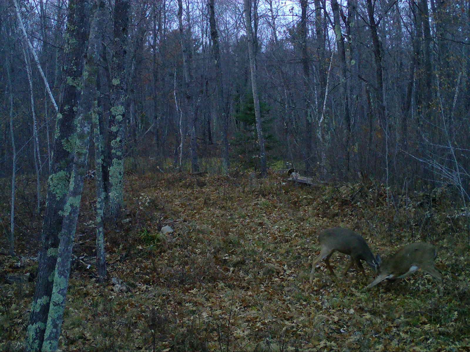 Trail Cam Images Chippewa Flowage Lake Chippewa Flowage Resort