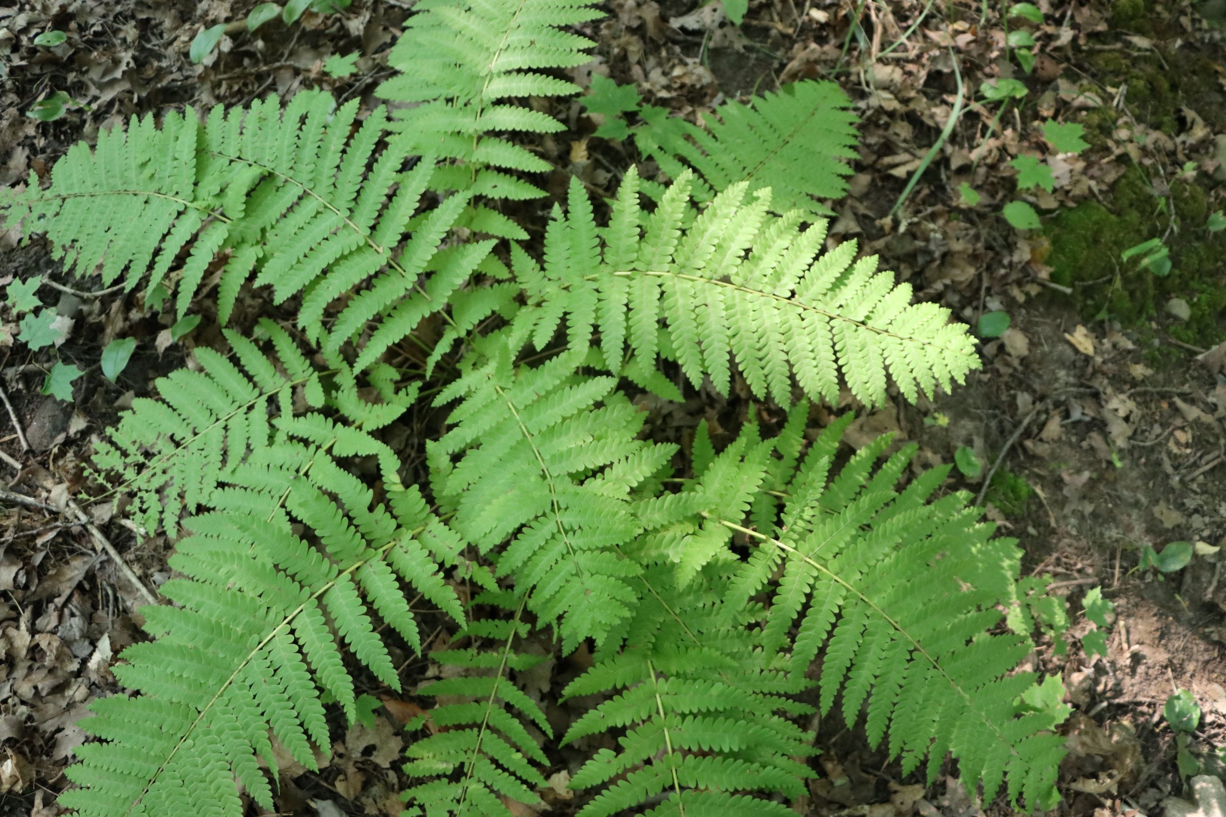 The Ferns of Audubon Woods Chippewa Watershed Conservancy