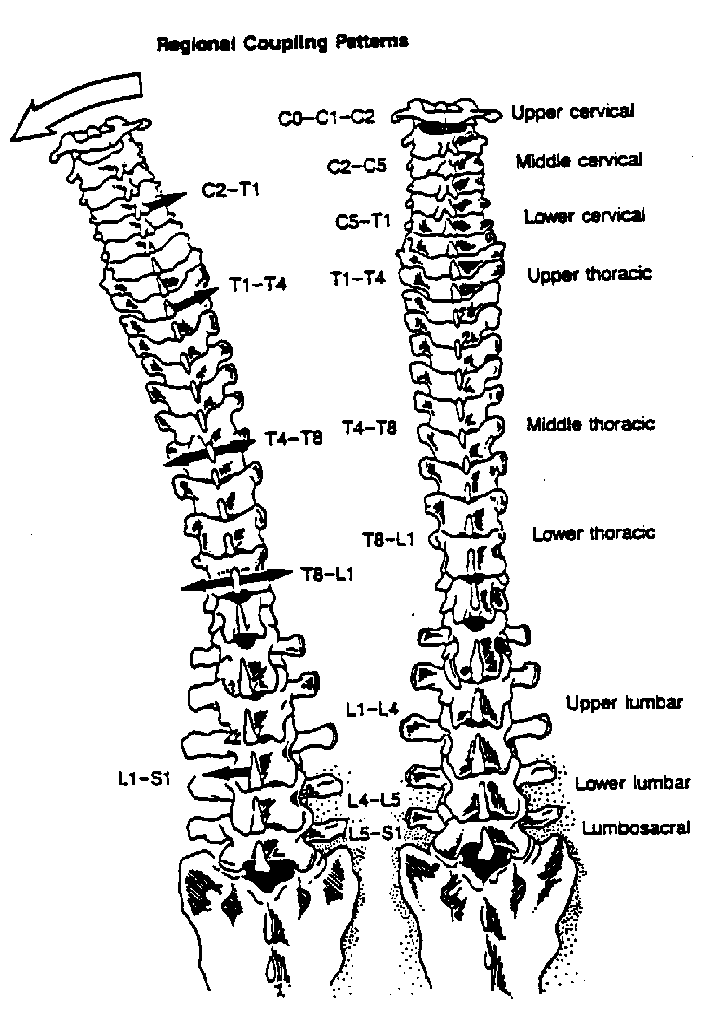 Lumbar Spine Lumbar Spine Range Of Motion