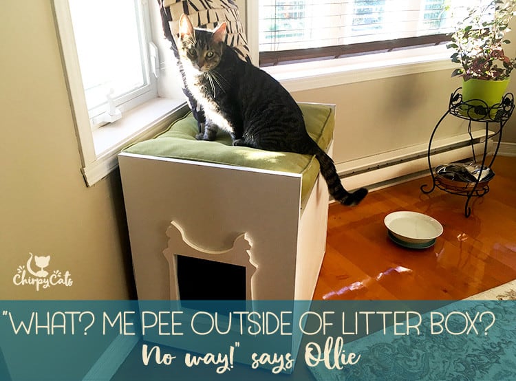 Why does my cat refuse to use the litter box?