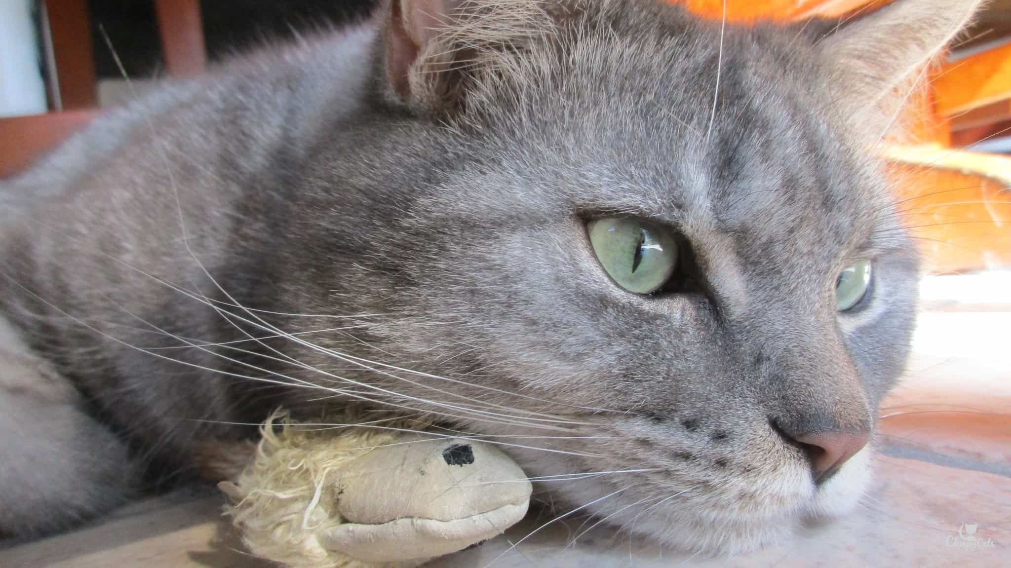 vet clinics that declaw cats near me