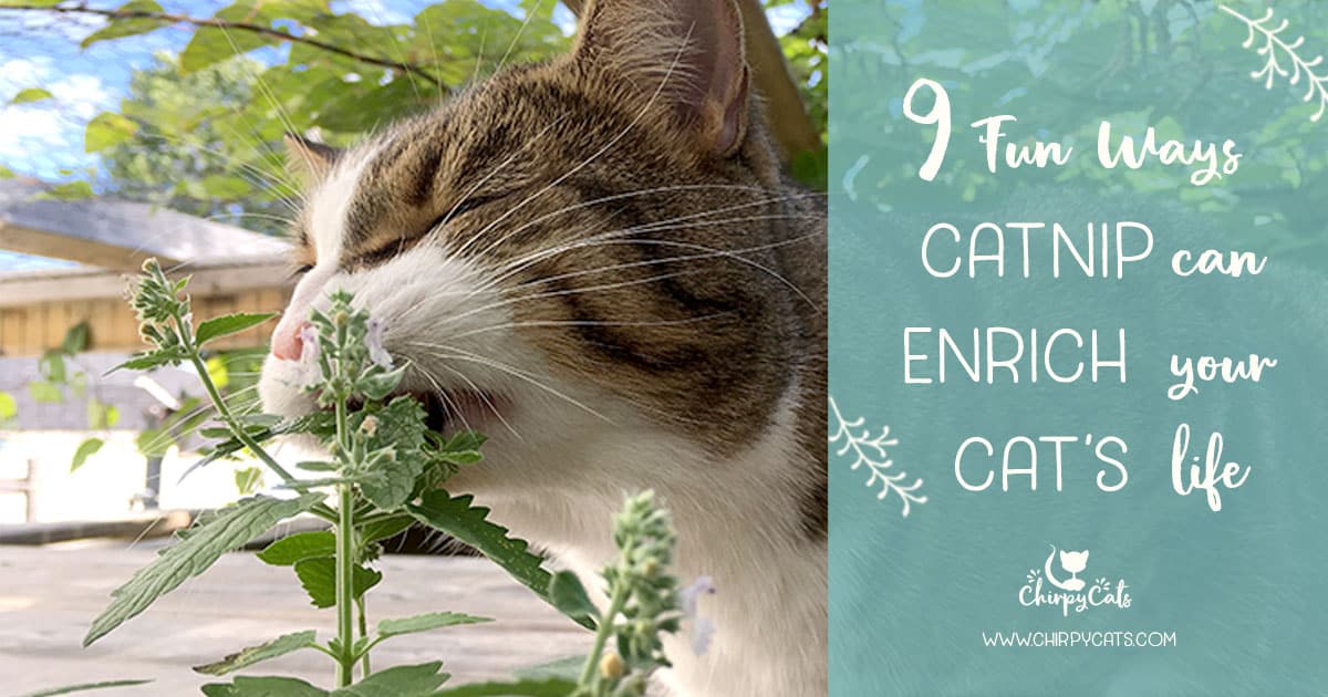 9 Ways catnip can enrich your cat's life