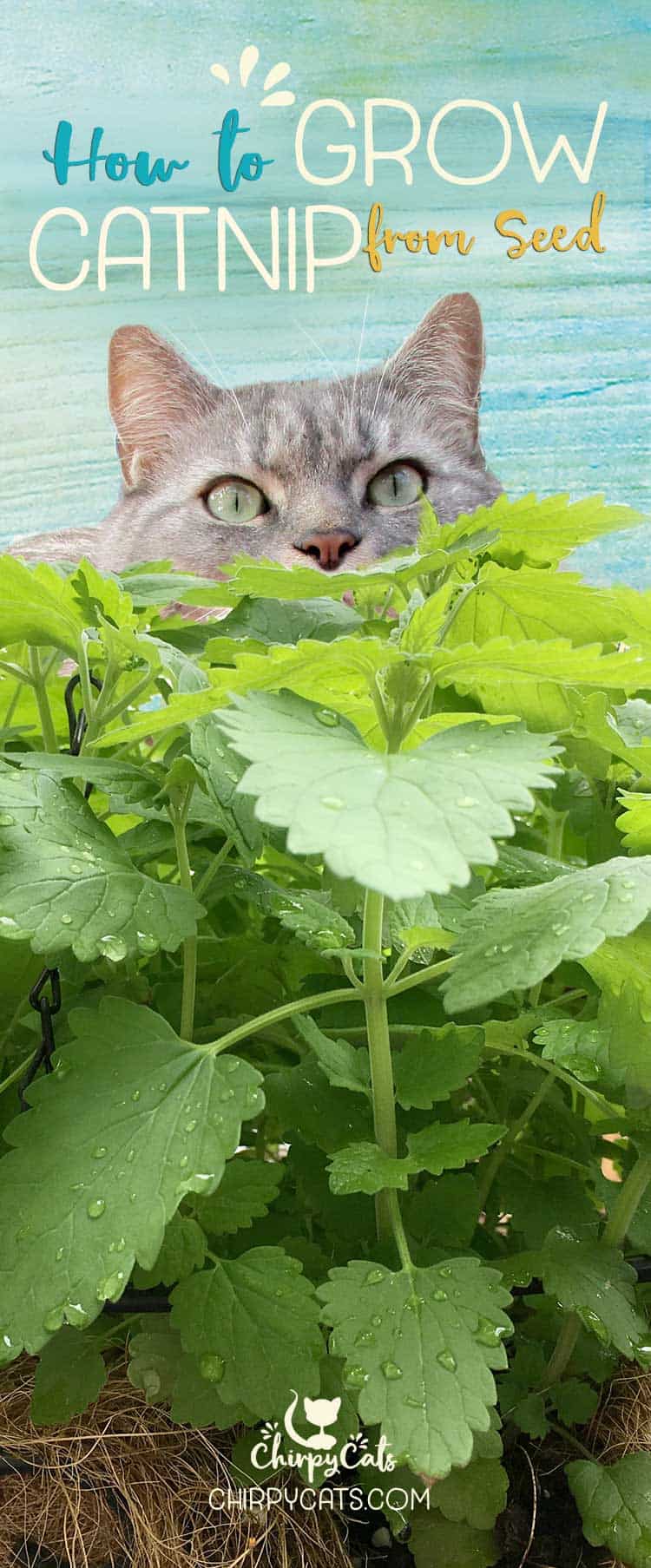 How to grow catnip from seed without a green thumb