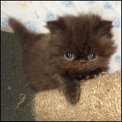 Chocolate Persians Kittens L Lilac Chocolate Persian Cats L Chocolate And Lilac Kittens