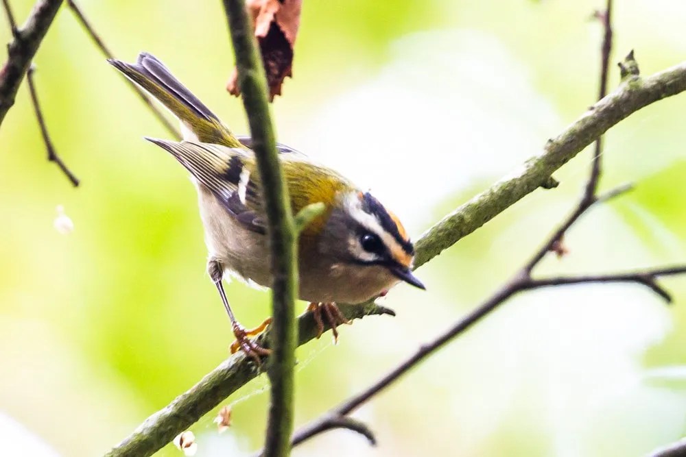 Firecrest CHOG