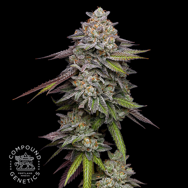 Compound Seeds Double Stack